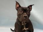 Adopt Star a Pit Bull Terrier, Mixed Breed
