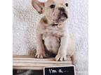 French Bulldog Puppy for sale in Warner Robins, GA, USA
