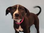 Adopt Harley Quinn a Pit Bull Terrier, Mixed Breed