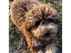 Poodle (Toy) Puppy for sale in Fort White, FL, USA