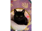 Adopt Bagheera 4262 a Domestic Short Hair