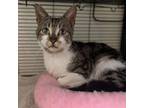 Adopt Fiona a Domestic Short Hair