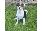 Adopt Curveball a Beagle, Mixed Breed