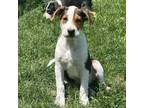 Adopt Steal a Beagle, Mixed Breed