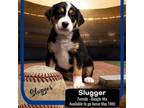 Adopt Slugger a Beagle, Mixed Breed