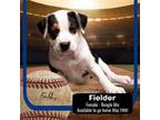 Adopt Fielder a Beagle, Mixed Breed