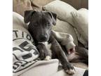 Adopt Lilly a American Staffordshire Terrier