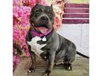Adopt Bluebell a Pit Bull Terrier