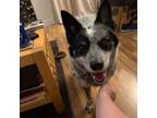 Adopt Lilly Sue a Australian Cattle Dog / Blue Heeler