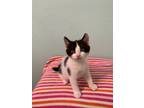 Adopt Bessie a Domestic Medium Hair