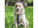 Adopt Ruby a Cattle Dog