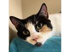 Adopt Stitches a Domestic Short Hair