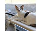 Adopt Cassie a Domestic Short Hair