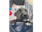 Adopt Chili a Pit Bull Terrier