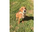 Adopt Ruby a Mixed Breed