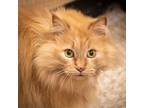 Adopt Lioness Green Eyes A8546 a Maine Coon, Domestic Long Hair