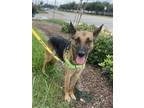 Adopt SUZIE a German Shepherd Dog