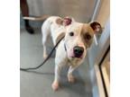 Adopt MIKO a Pit Bull Terrier