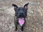 Adopt Brynn a Pit Bull Terrier, American Staffordshire Terrier