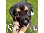 Adopt Ria Balbina a Black Mouth Cur, Boxer