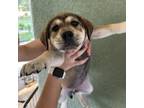 Adopt Puppy 5 a Mixed Breed