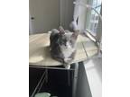 Adopt Poppi a Domestic Short Hair