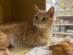 Adopt Peppi a Domestic Short Hair