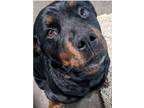 Adopt Bearette a Rottweiler