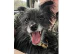 Adopt Peanut ( Available 05/11/24) a Terrier