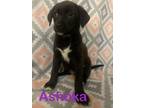 Adopt Ahsoka a Australian Cattle Dog / Blue Heeler, German Shepherd Dog