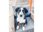 Adopt Bailey4 a Australian Shepherd, Bernese Mountain Dog