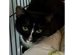 Adopt Sparkle a Domestic Short Hair