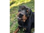 Adopt GIANNA a Rottweiler, Mixed Breed