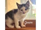 Adopt Diane a Domestic Short Hair