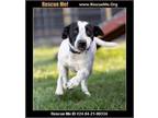 Adopt Adele a Dalmatian, Foxhound