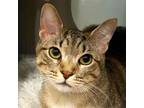 Adopt Rosehip (Meet me in the Adoption Room!) a Domestic Short Hair