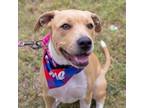 Adopt Rosie a American Staffordshire Terrier, Labrador Retriever