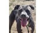 Adopt Evy a Pit Bull Terrier