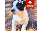 Adopt Zoey - Energetic and playful! Good with dogs, cats, and kids! a Cattle Dog
