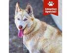 Adopt Mindy - LOVES dogs, potty trained and SUPER treat motivated! a Husky