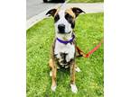 Adopt Ellie a Boxer, Mixed Breed