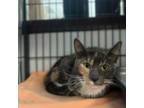 Adopt Annabelle a Domestic Short Hair