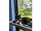 Adopt Starfish a Domestic Short Hair