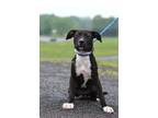 Adopt Trinity - Adoptable a Labrador Retriever, Mixed Breed