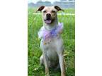 Adopt Kit - Adoptable a Yellow Labrador Retriever, Mixed Breed