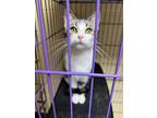 Adopt Lizzie - Stray Hold a Domestic Short Hair