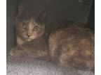 Adopt T Cat 24-0417 a Domestic Short Hair