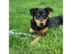 Adopt Akira a Rottweiler, Mixed Breed