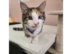 Adopt Pisces a Domestic Short Hair