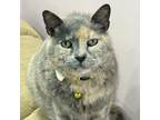 Adopt Blue a Domestic Short Hair